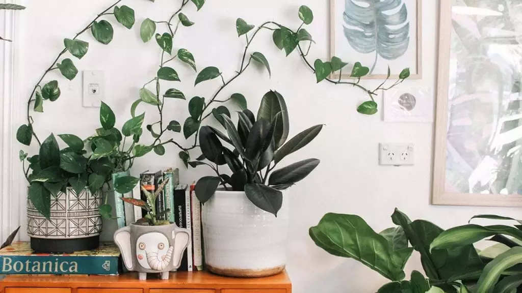 housewarming-gifts-plants